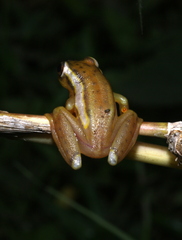 Hyperolius mitchelli