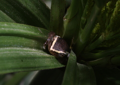 Hyperolius mitchelli