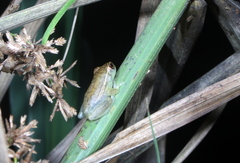 Hyperolius mitchelli