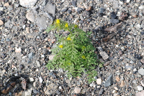 Northern tansymustard (Descurainia sophioides)