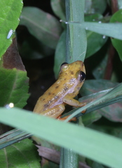 Hyperolius mitchelli