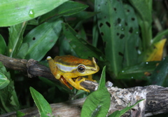 Hyperolius mitchelli