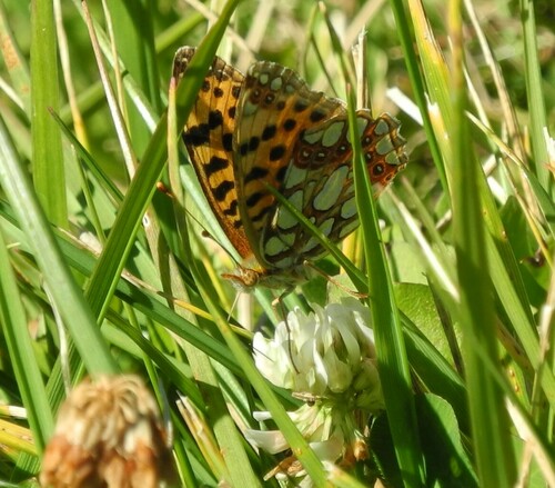 Photo of Queen of Spain Fritillary (Issoria lathonia)