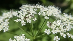 Lasius