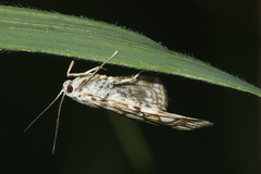 Elophila nymphaeata