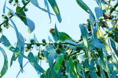 Parvipsitta porphyrocephala