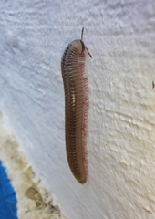 Ommatoiulus moreleti