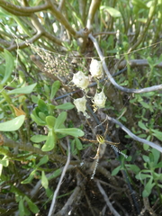 Argiope bullocki