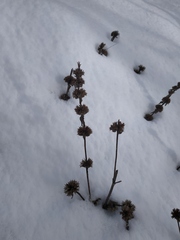 Stachys cretica