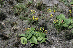 Eriospermum mackenii