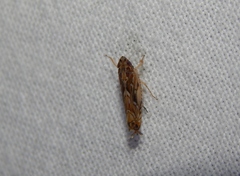 Scaphoideus omani