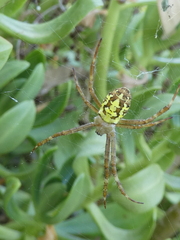 Argiope bullocki