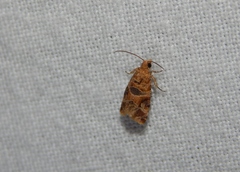 Lobesia vanillana