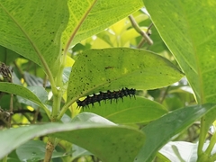 Doleschallia bisaltide