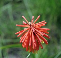 Kniphofia coddiana