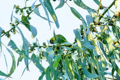 Parvipsitta porphyrocephala