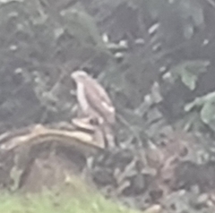 Accipiter