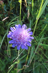 Knautia dipsacifolia