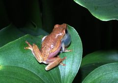 Hyperolius montanus