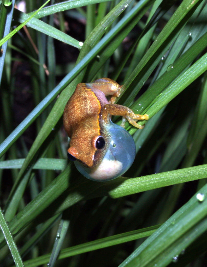 Mountain Reed Frog