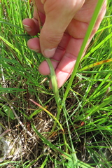 Eriophorum latifolium