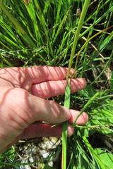 Eriophorum latifolium