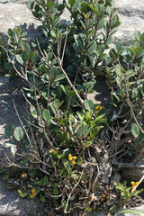 Polystachya pubescens