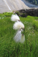 Eriophorum latifolium