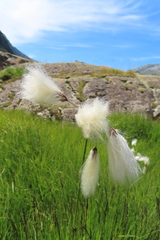 Eriophorum latifolium