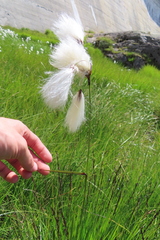 Eriophorum latifolium