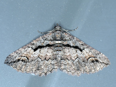 Heterochasta