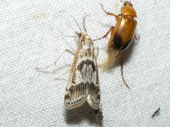 Syntonarcha iriastis