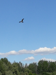 Milvus migrans
