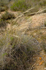 Pentameris eriostoma