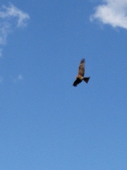 Milvus migrans