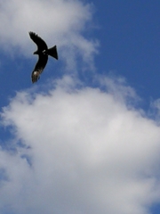Milvus migrans
