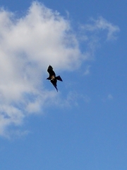 Milvus migrans