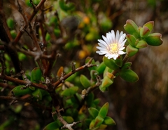 Drosanthemum parvifolium