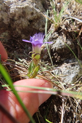 Gentianella ramosa