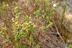 Drosanthemum parvifolium
