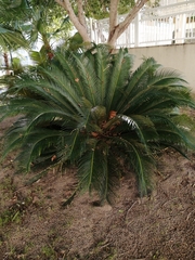 Cycas revoluta