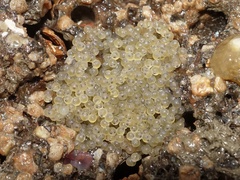 Taurulus bubalis