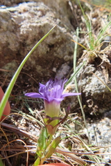 Gentianella ramosa