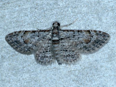 Sigilliclystis insigillata