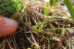 Gentianella ramosa