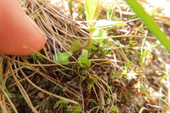 Gentianella ramosa