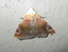 Eublemma apicimacula