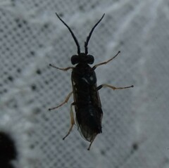 Cladius pectinicornis