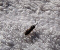 Cladius pectinicornis