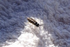 Cladius pectinicornis